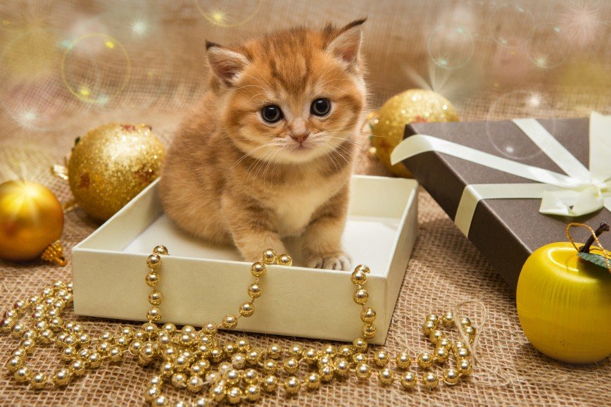 Любимый кот и Новый год
