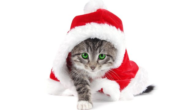 Рецепт кота в новогодней шапочке (с фото)