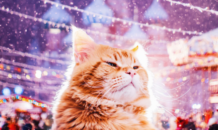 Котриарх – офигенный котик в объективе Кристины Макеевой