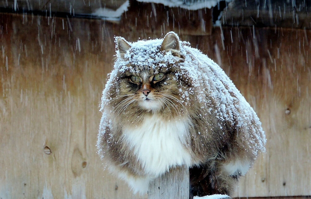 Настоящие зимние котики — сибирские коты Аллы Лебедевой