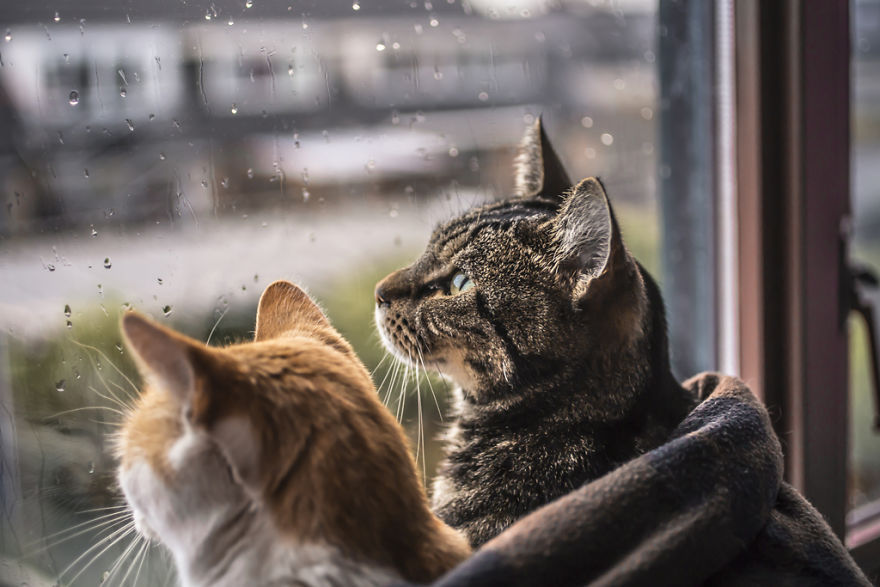 Котик-барометр. Народные приметы и суеверия о кошках и погоде