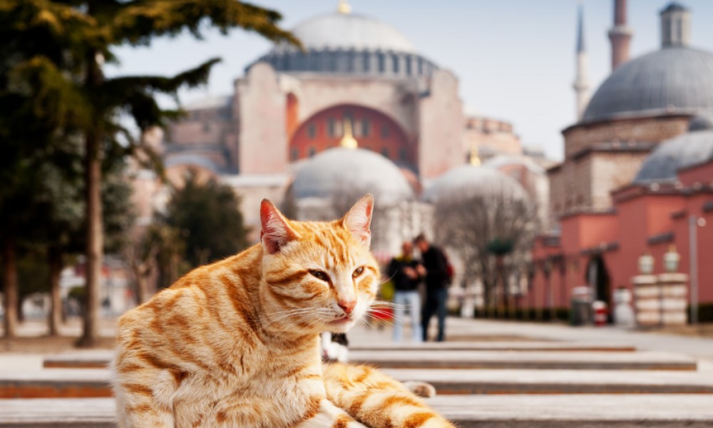 Священные котики Пророка у турков в почете и заботе