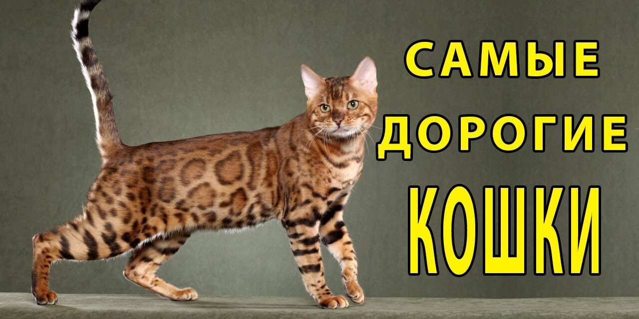 Топ-10 самых дорогих кошек в мире