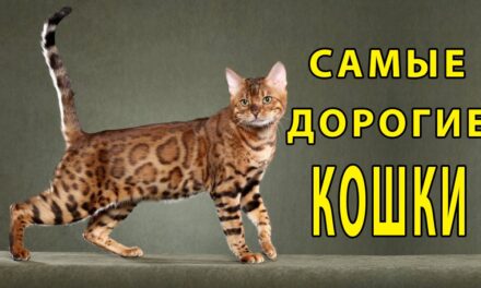 Топ-10 самых дорогих кошек в мире