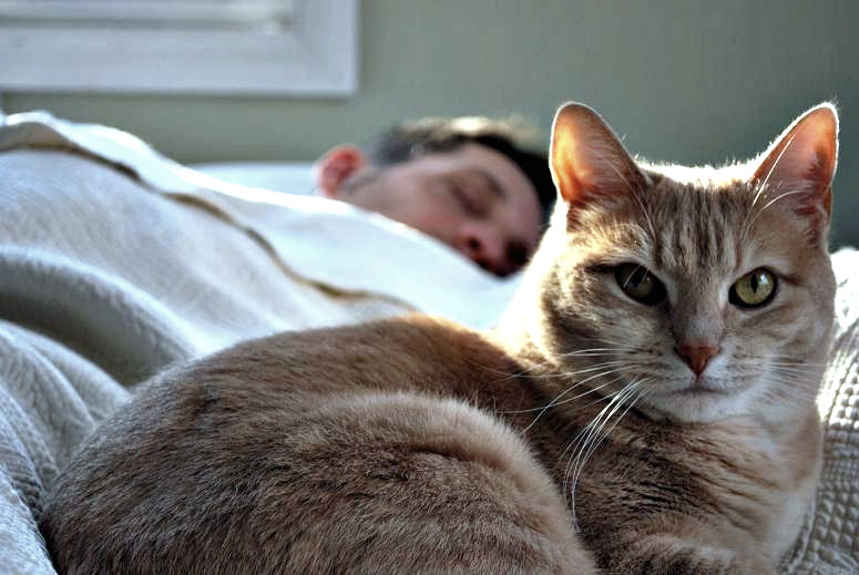 В постели с котом. 7 причин, почему кошка спит с человеком