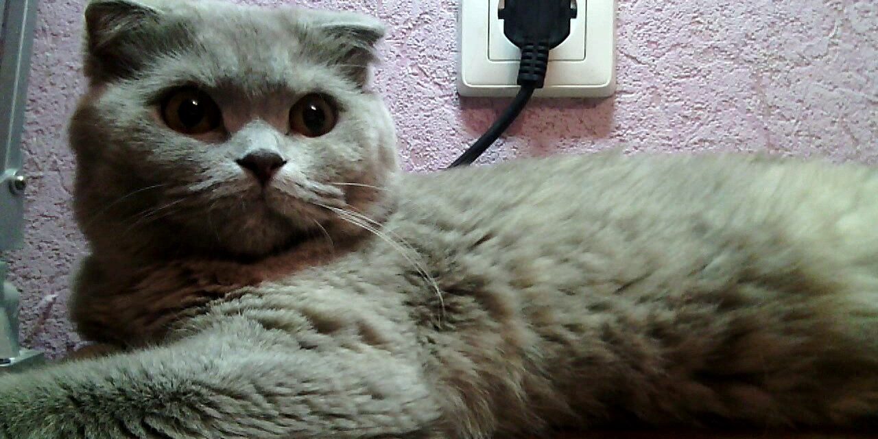 Веселый кот Чипс — компьютерный гений