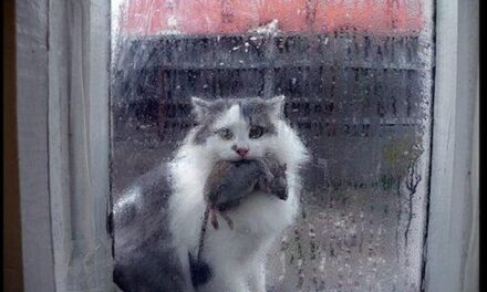 Кот -герой Василий Бугров