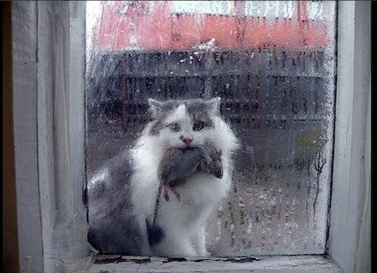 Кот -герой Василий Бугров