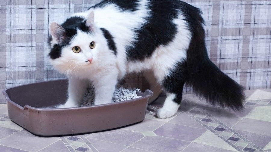 Почему кошки закапывают какашки?