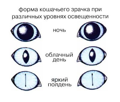 Почему нельзя смотреть кошке в глаза: приметы и научное объяснение
