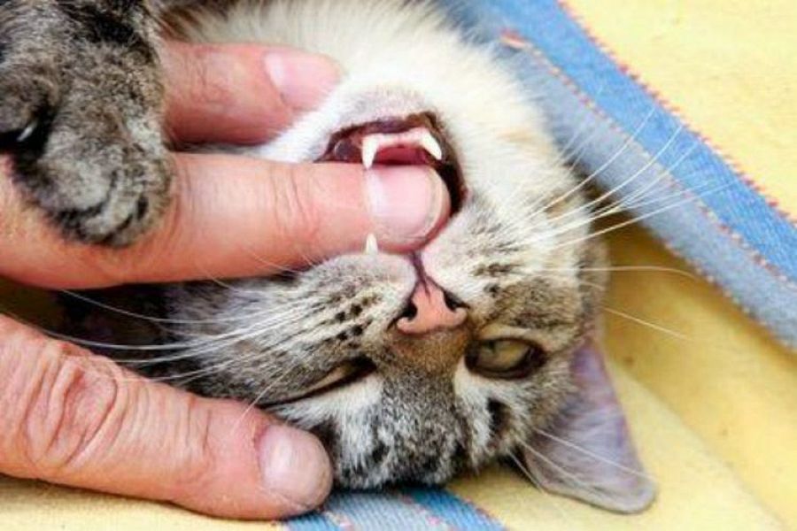 Статистика кошачьих укусов