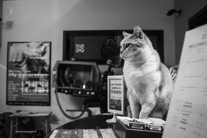 Фотопроект C-AT WORK кошки на работе