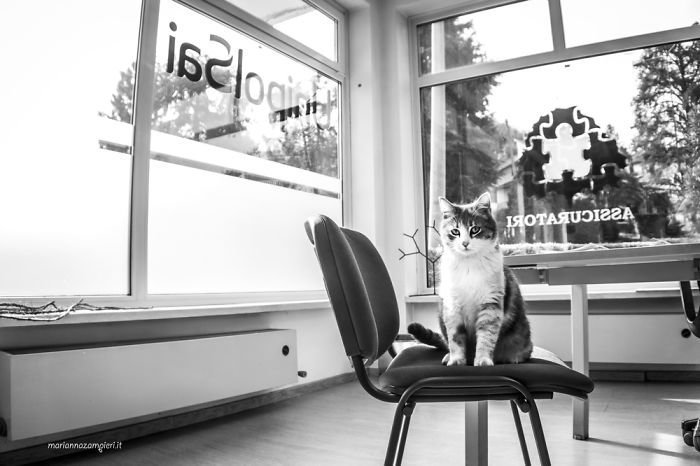 Фотопроект C-AT WORK кошки на работе