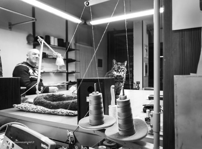 Фотопроект C-AT WORK кошки на работе