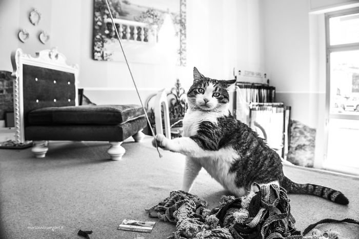 Фотопроект C-AT WORK кошки на работе