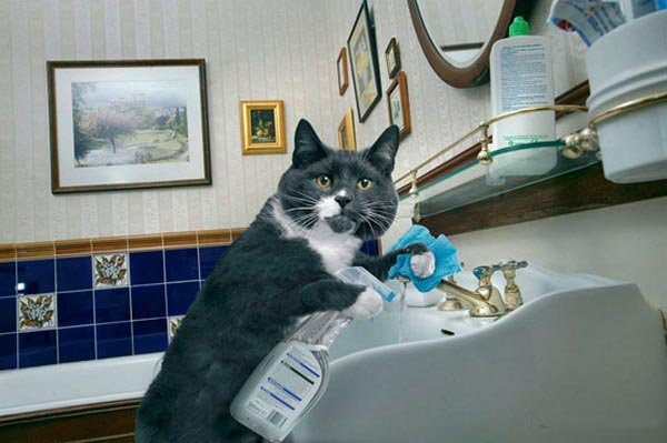 Самый хозяйственный кот на свете (12 фото)