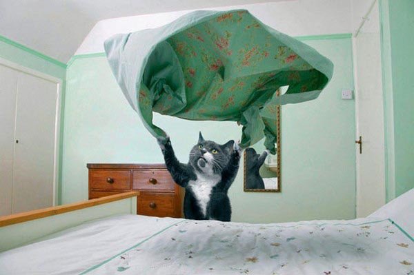 Самый хозяйственный кот на свете (12 фото)