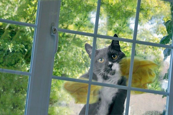 Самый хозяйственный кот на свете (12 фото)