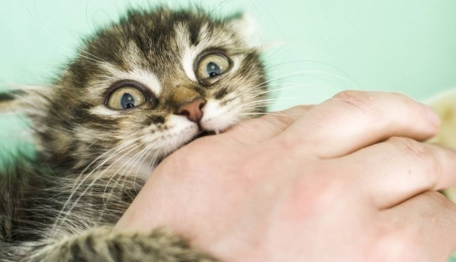 13 признаков того, что ваш кот без ума от вас