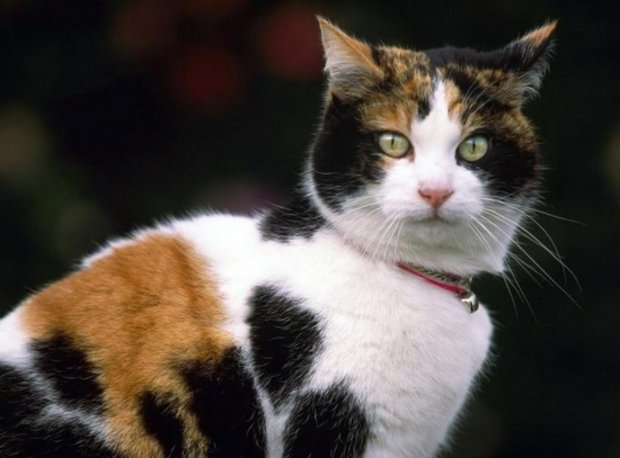Кошак — истинный американец