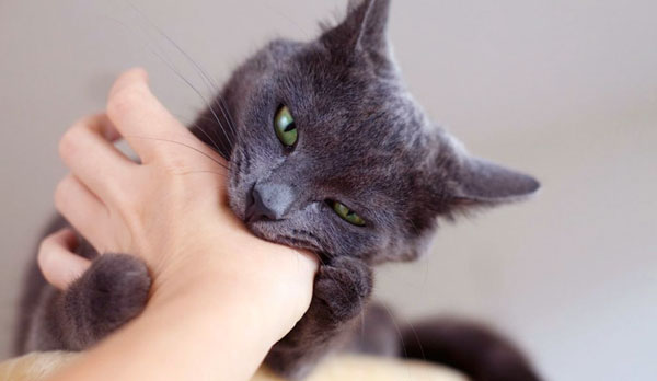 Кошачье поведение почему кошки кусаются, когда их гладишь