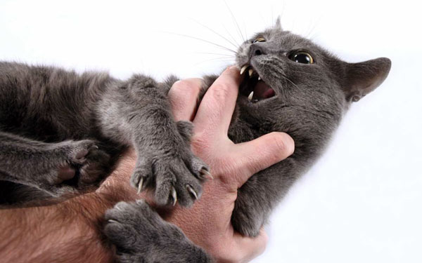 Кошачье поведение почему кошки кусаются, когда их гладишь