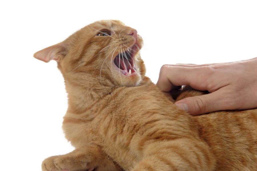 Кошачье поведение: почему кошки кусаются, когда их гладишь