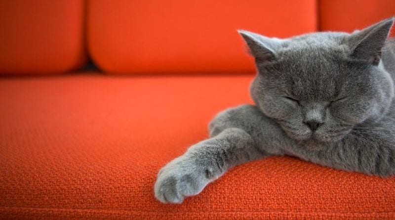 7 способов избавления от запаха кошачьей мочи на диване