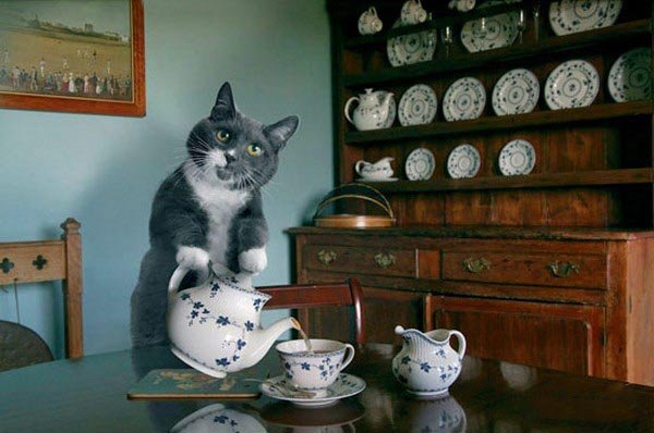 Самый хозяйственный кот на свете (12 фото)