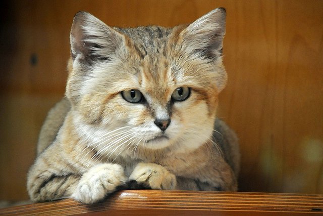 Мимишная и дикая песчаная кошка