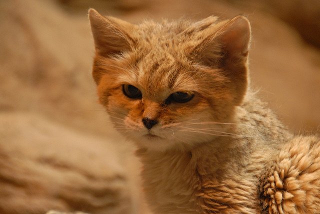 Мимишная и дикая песчаная кошка