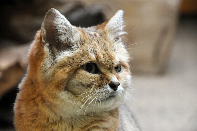 Мимишная и дикая песчаная кошка