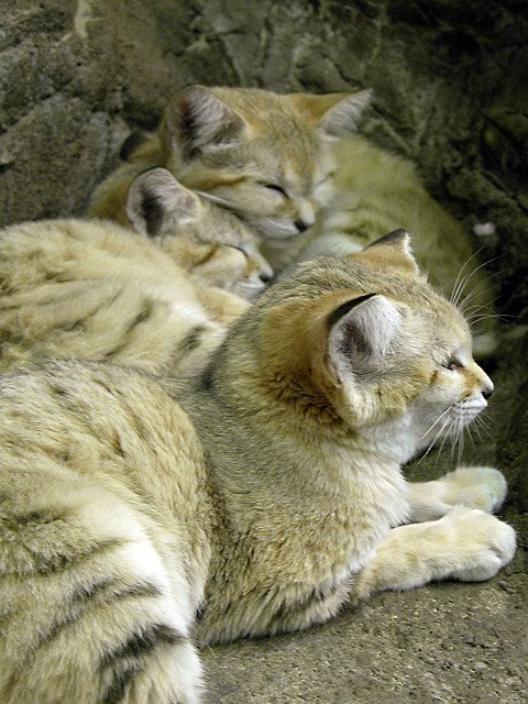 Мимишная и дикая песчаная кошка
