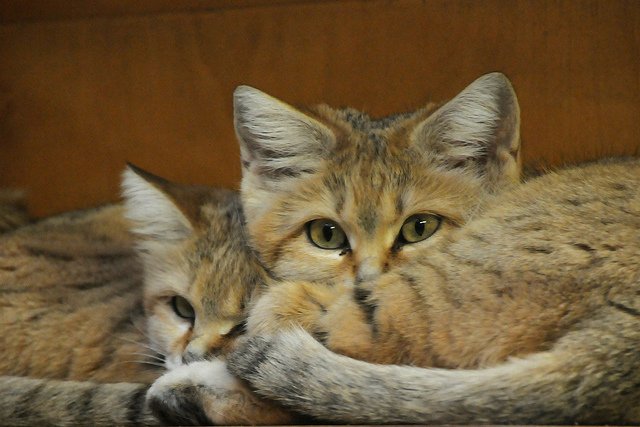Мимишная и дикая песчаная кошка