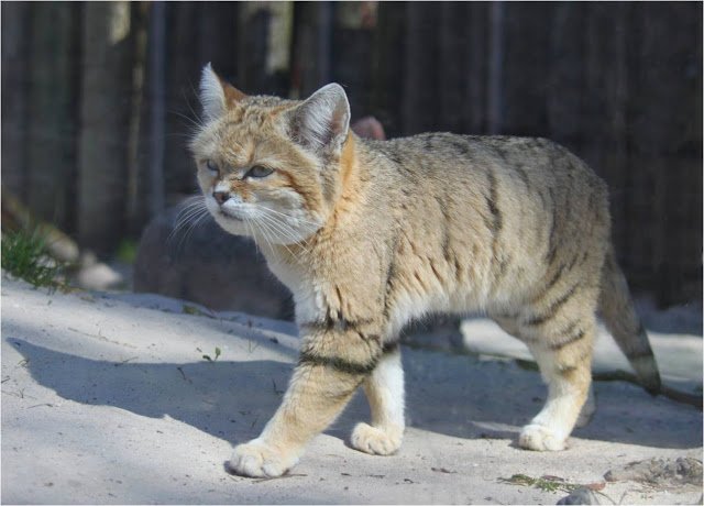 Мимишная и дикая песчаная кошка