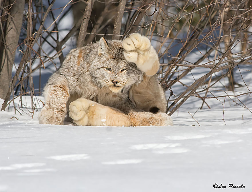 17 котов, о которых вы, возможно, и не слышали