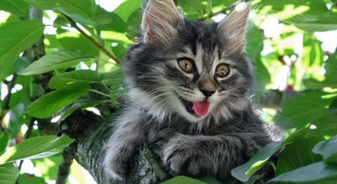 Дачные кошачьи истории