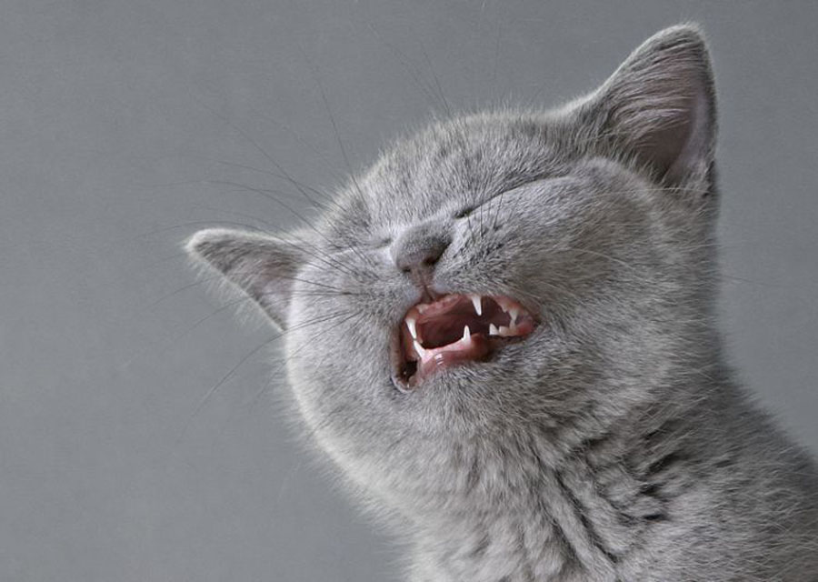 Как и чем лечить кота, который чихает?