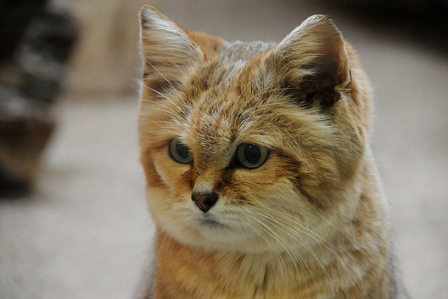 Мимишная и дикая песчаная кошка