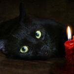 Народные приметы о кошках