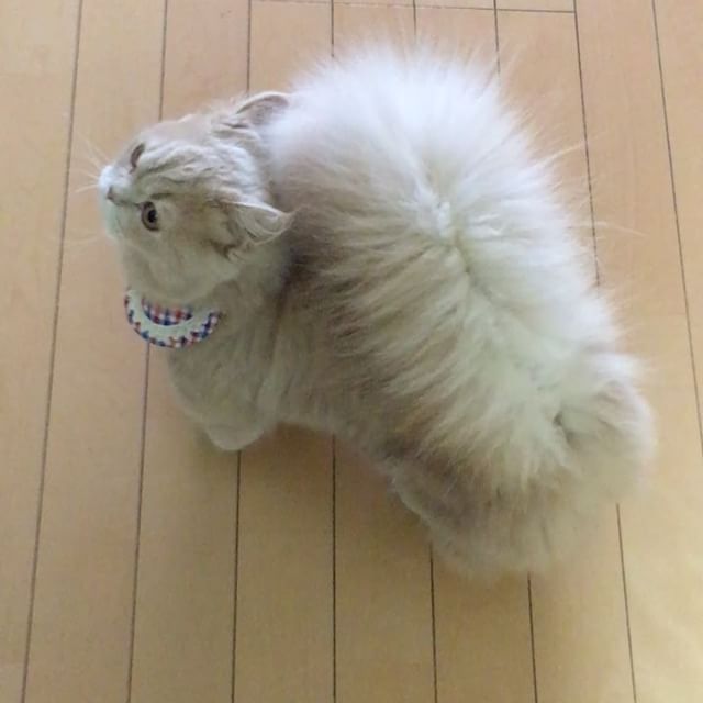 Шикарные Хвосты и их Коты