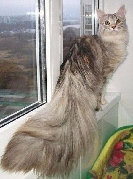 Шикарные Хвосты и их Коты