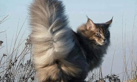 Шикарные Хвосты и их Коты (кото-фото)