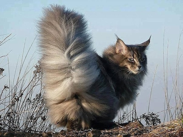 Шикарные Хвосты и их Коты (кото-фото)