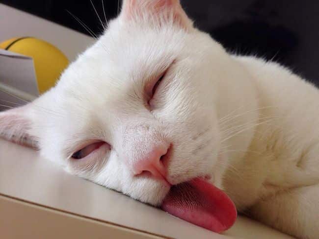 Бе-бе-бе! 11 котиков, показывающих язык