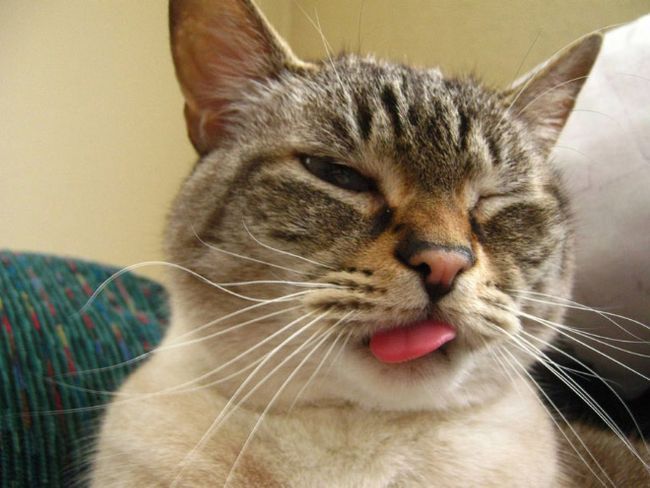 Бе-бе-бе! 11 котиков, показывающих язык