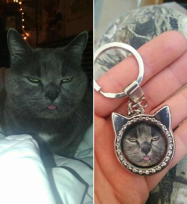 Бе-бе-бе! 11 котиков, показывающих язык
