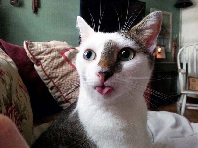 Бе-бе-бе! 11 котиков, показывающих язык