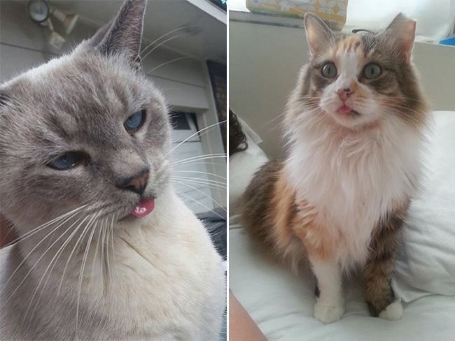 Бе-бе-бе! 11 котиков, показывающих язык
