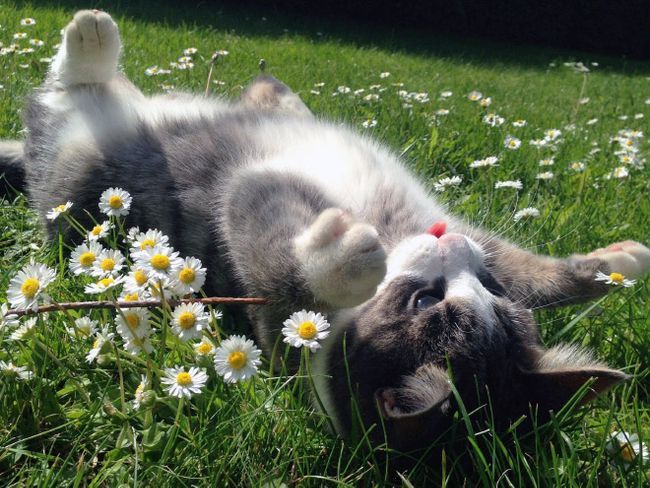 Бе-бе-бе! 11 котиков, показывающих язык